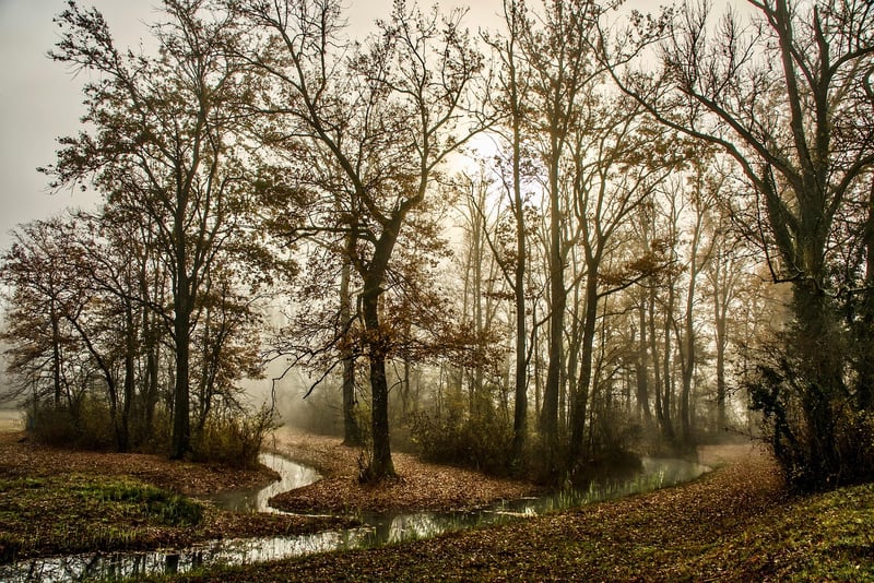 Misty Forest
