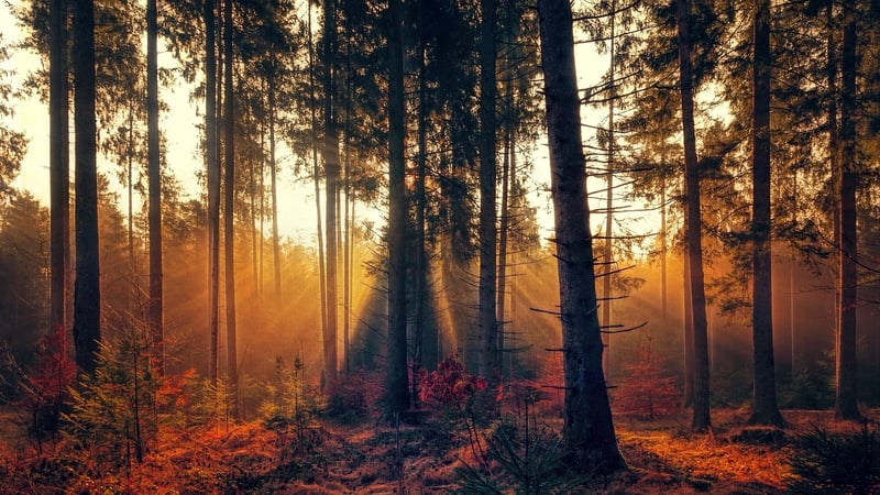 Magical Forest